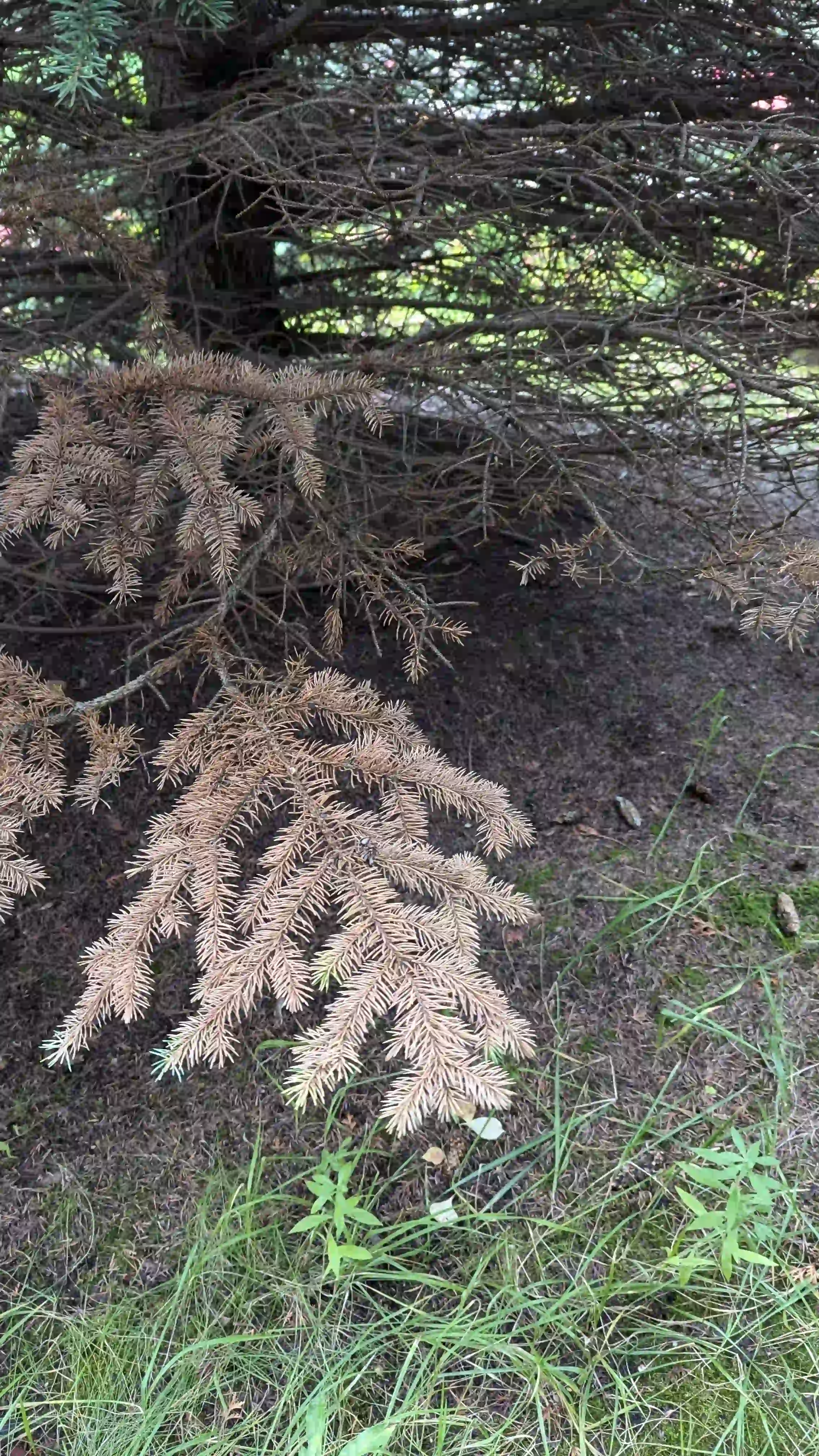 Болезни нижнего яруса в г. Пересвет